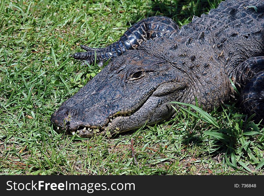 Alligator in the sun. Alligator in the sun