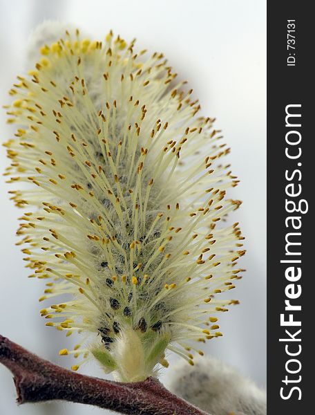 willow blossom close up of the rows of stamen. willow blossom close up of the rows of stamen