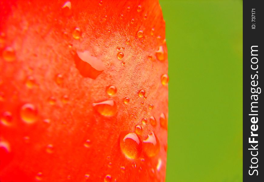 Flower leaf with dew drops macro. Flower leaf with dew drops macro