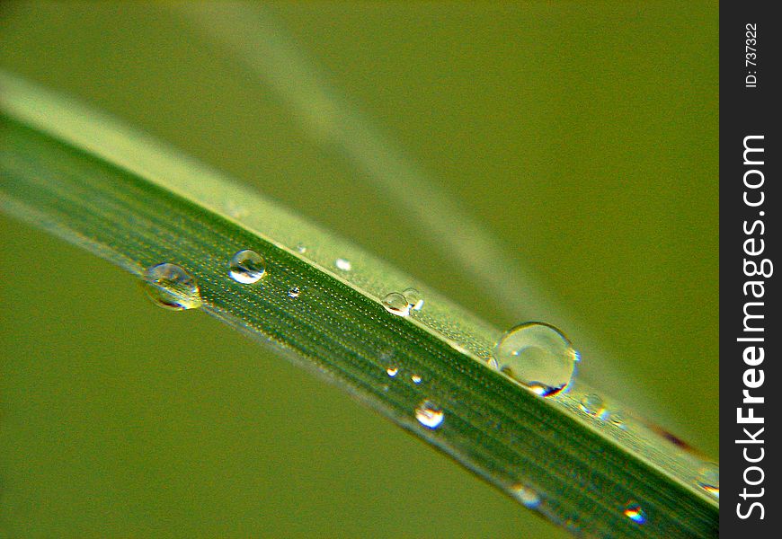 Grass macro shot