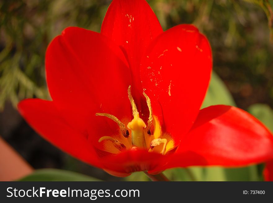 Red flower. Red flower