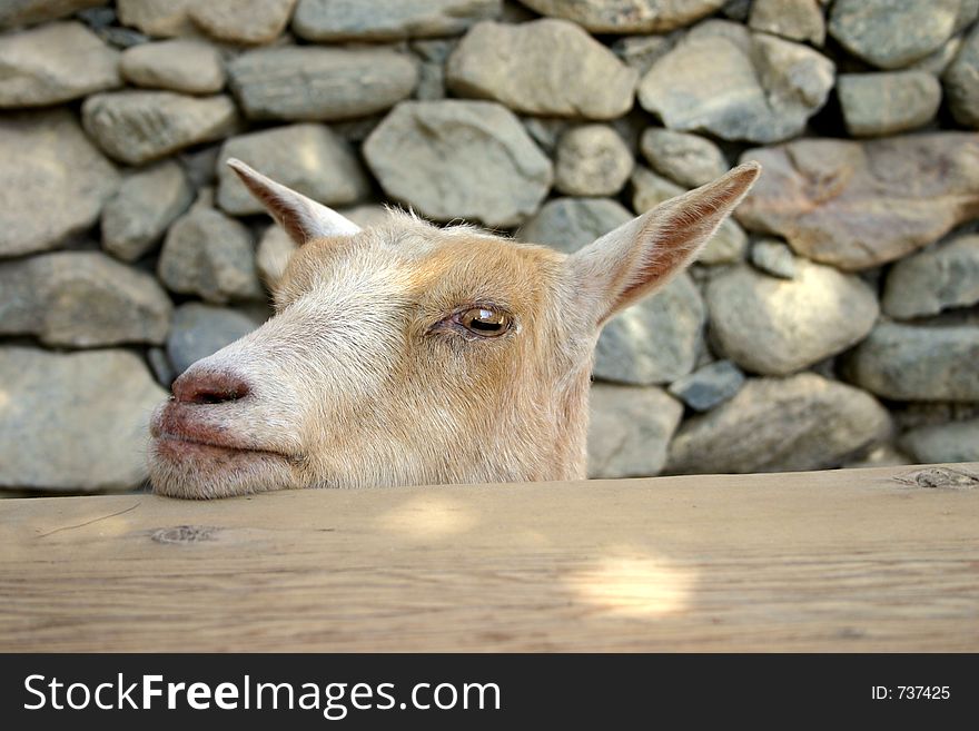 Goat staring you in the face. Goat staring you in the face