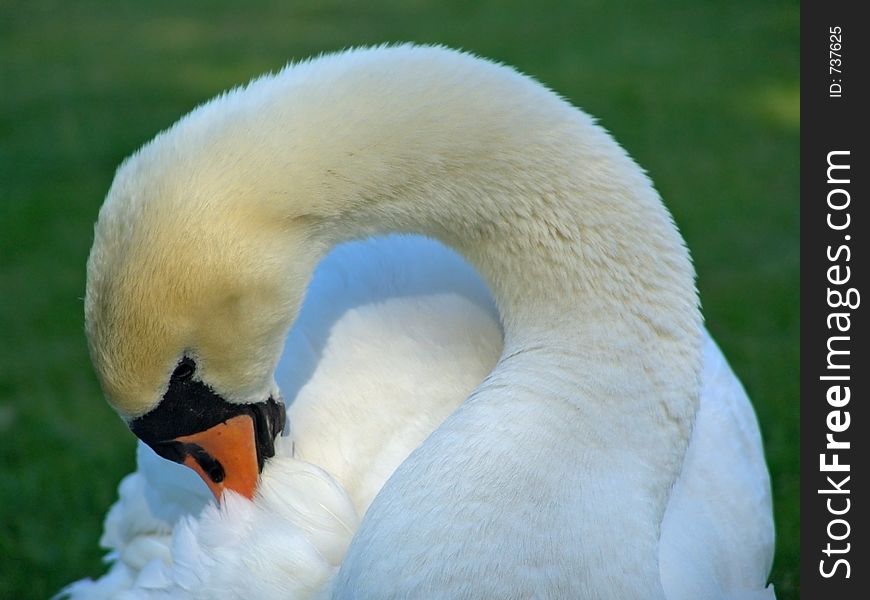 Close-up of a swan. Close-up of a swan