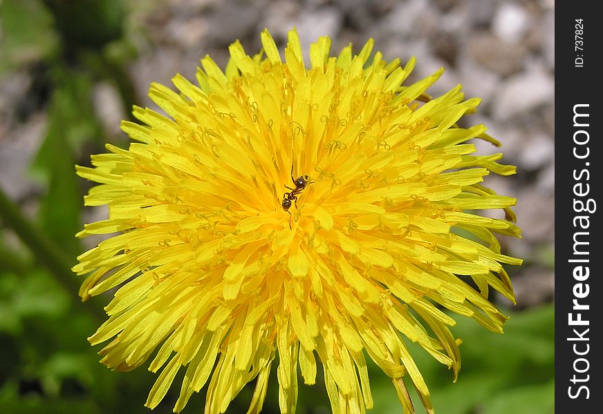 Dandelion and ant