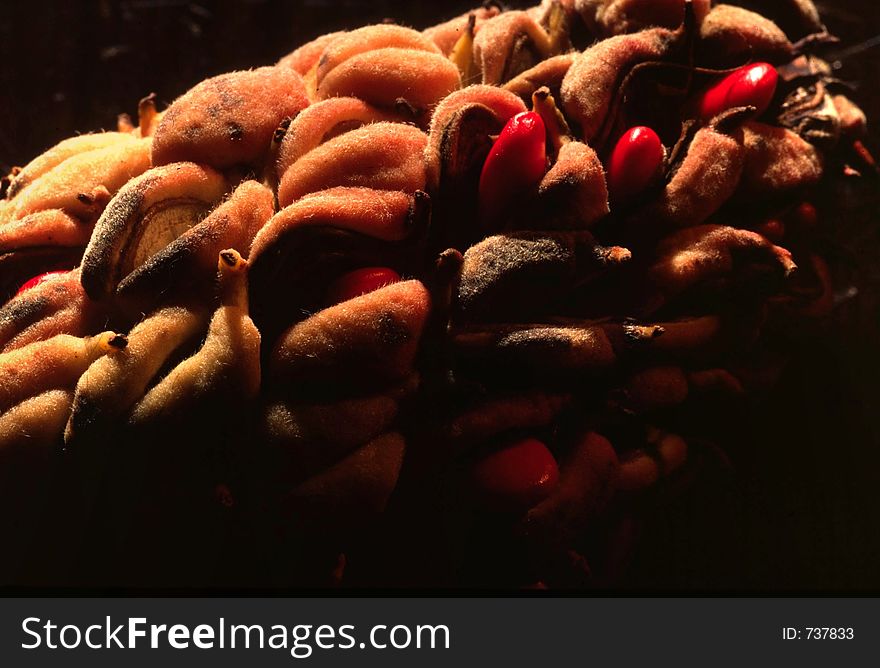 Magnolia fruit with seeds. Magnolia fruit with seeds