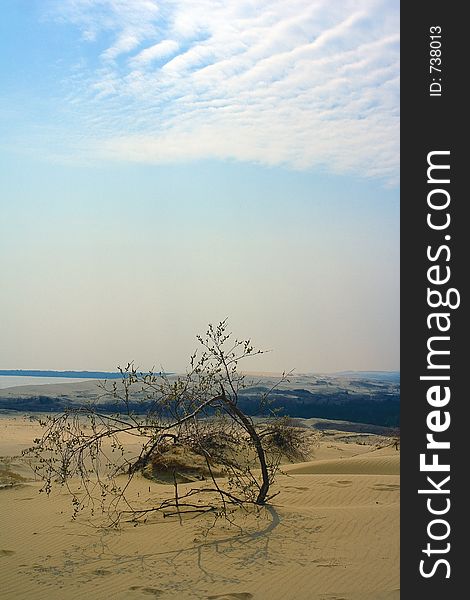 A tree in the dunes at nida, lithuania. A tree in the dunes at nida, lithuania.