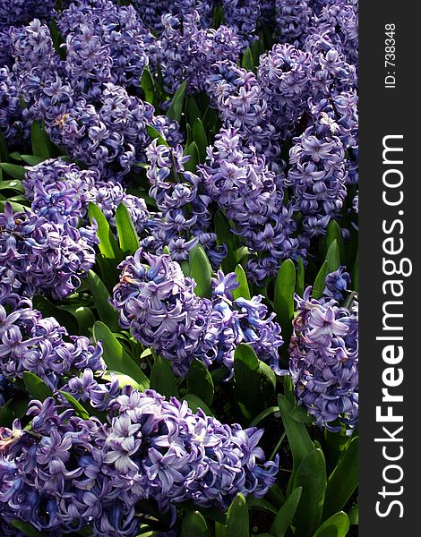 Purple Dutch Flowers