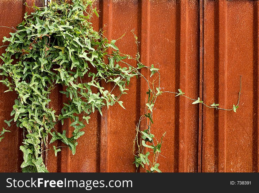 Rusty plate and climbing plant. Rusty plate and climbing plant