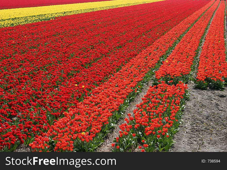 Millions of red flowers in a field. Millions of red flowers in a field
