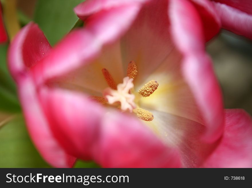 Inside of the pink tulip