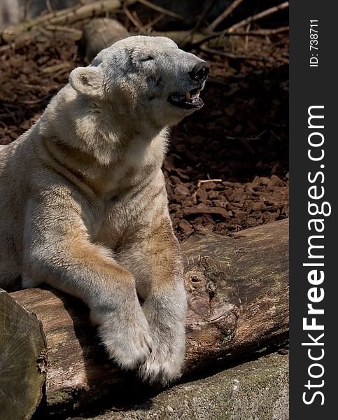 Polar bear sunbathing