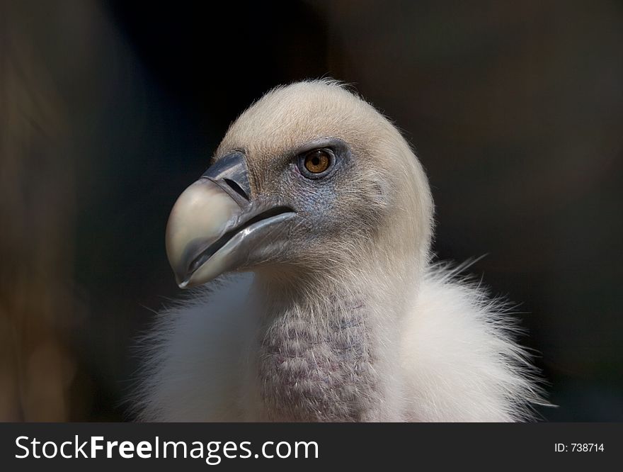 Griffon vulture, Gyps fulvus