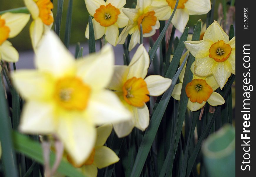 Daffodil1