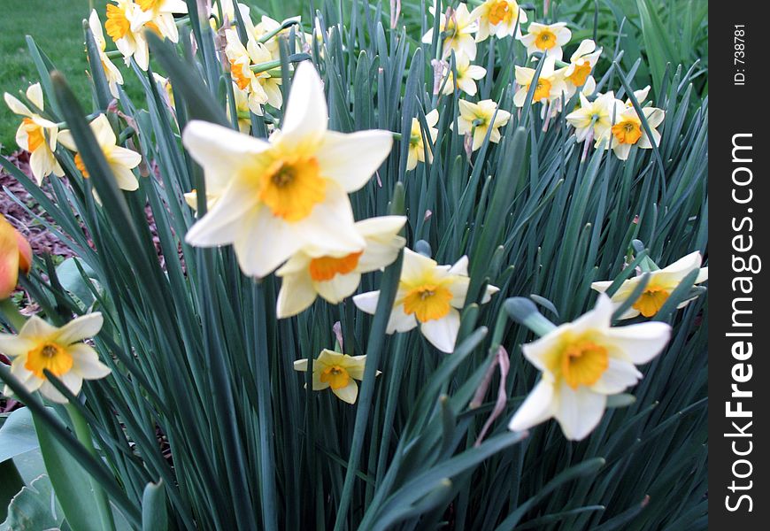 Daffodils in spring