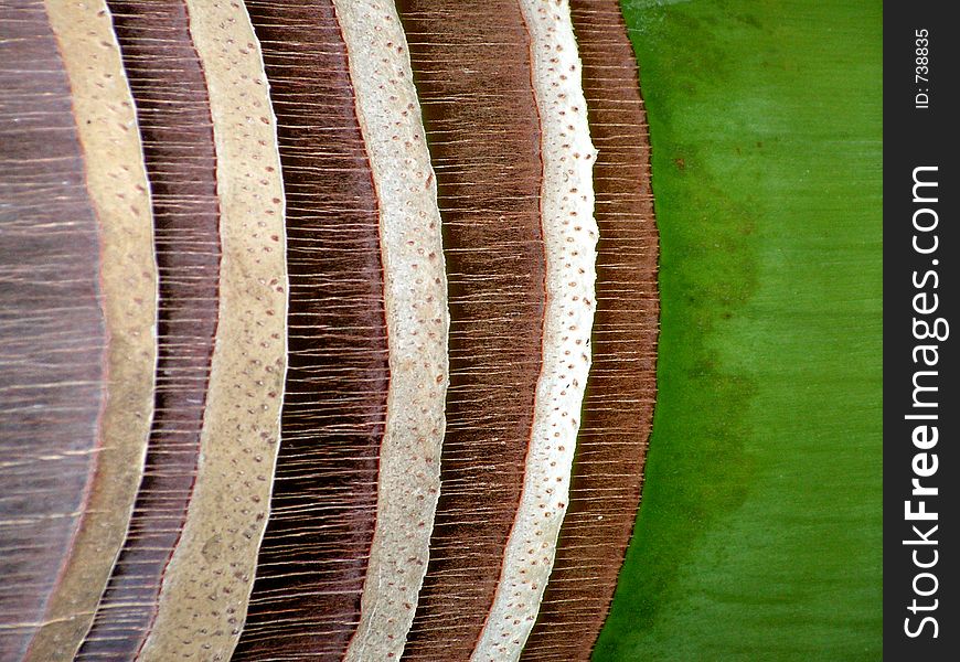 Royal palm bark abstract