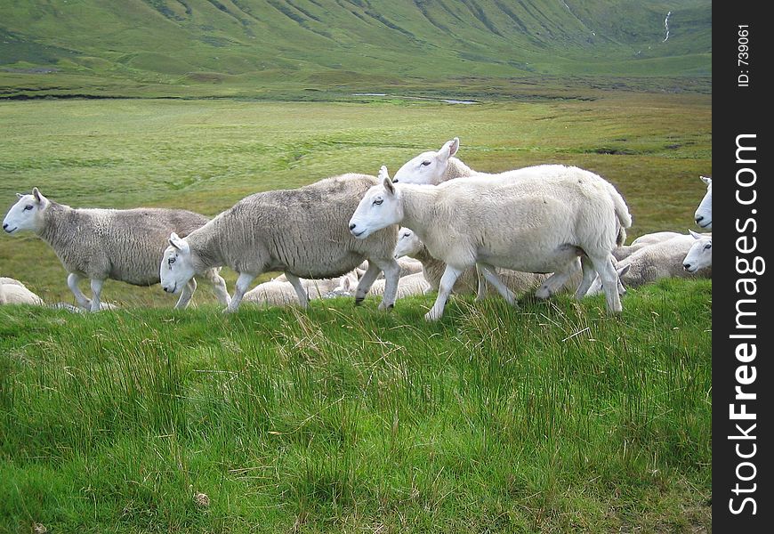 A flock on a Scotland field