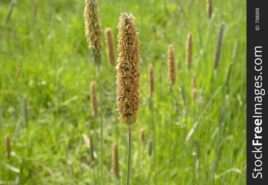 Wetland grass in the wetlands of Happy Valley, Oregon. Wetland grass in the wetlands of Happy Valley, Oregon