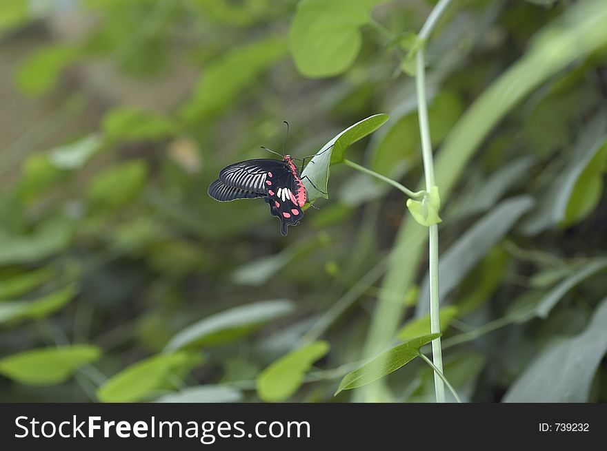 Butterfly in a green plant at forest. Butterfly in a green plant at forest.