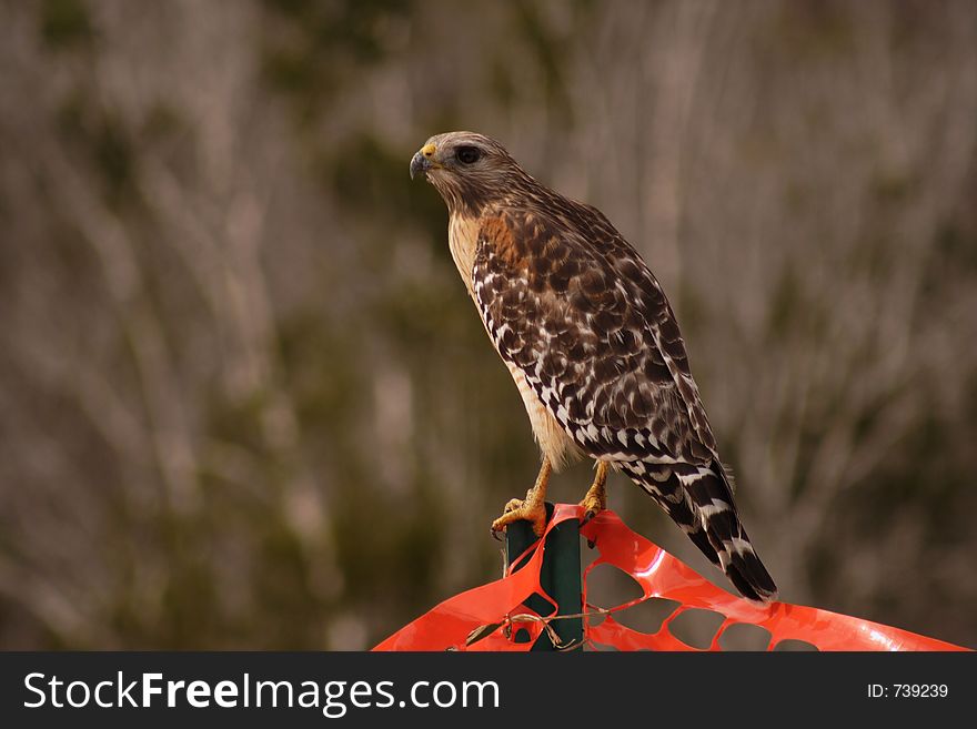 Red shouldered, hawk, Florida