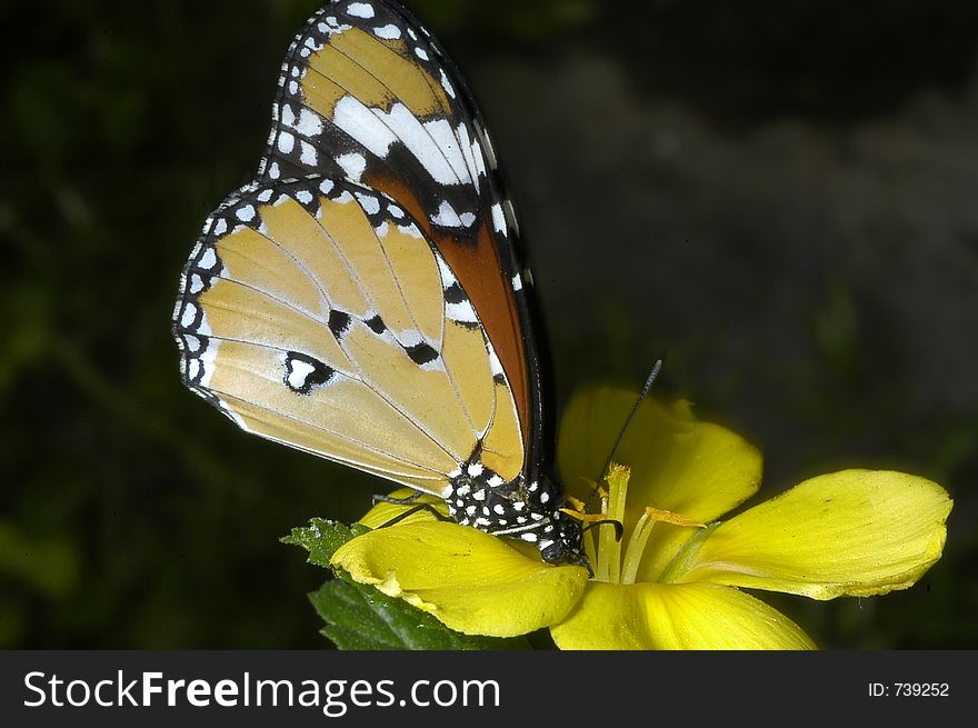 Butterfly de colores pardos,blancos y negros