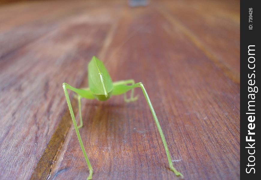 A grasshopper stands angled ready to jump. A grasshopper stands angled ready to jump.