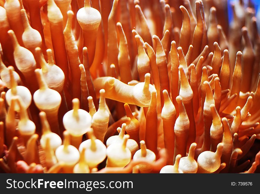 Anemone - Clown Fish habitat.