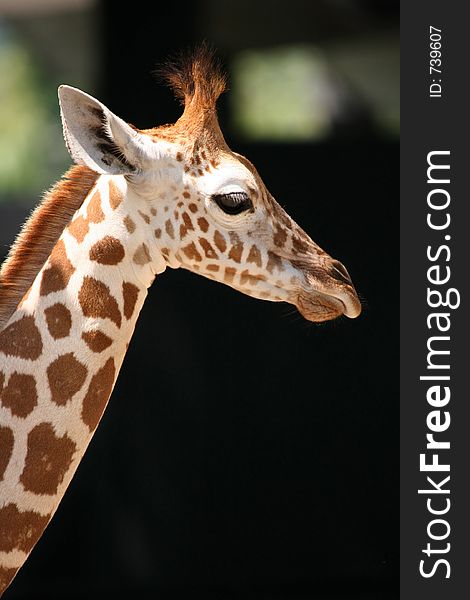 Head and neck shot of adult African giraffe