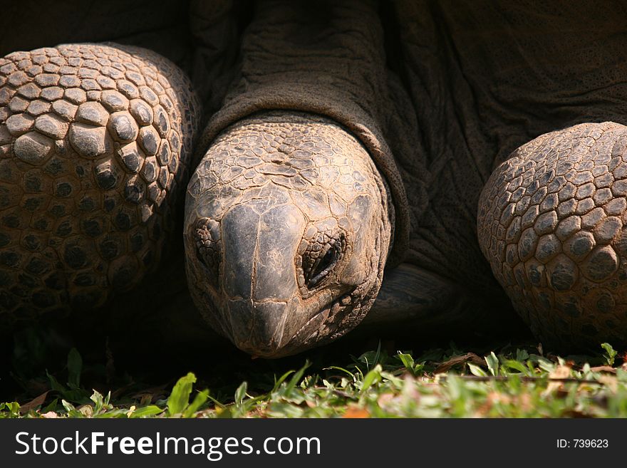 Head and shoulder portrait of a Galapagos tortoise