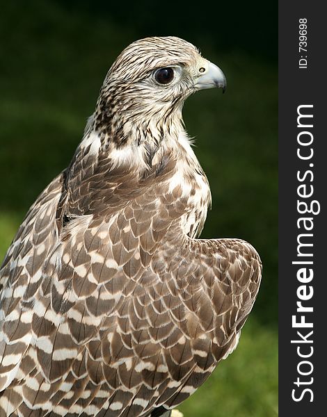 Hybrid Falcon keeps a beady eye. Hybrid Falcon keeps a beady eye