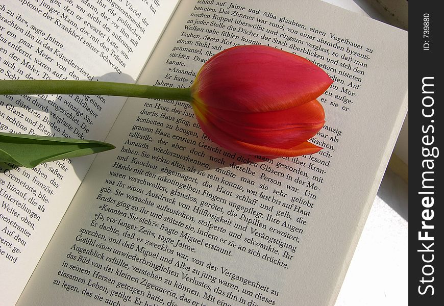 Tulip on a book