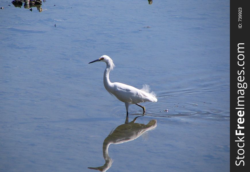 White Egret In Water