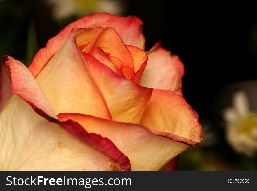 Side view of a red rimmed yellow rose