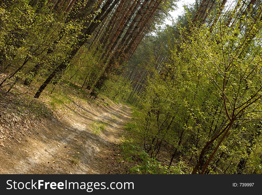 Country road in spring forest nature scenic. Country road in spring forest nature scenic