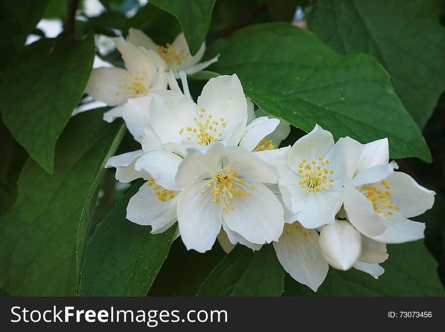 Closeup of branch of white flowers similar to Jasmine