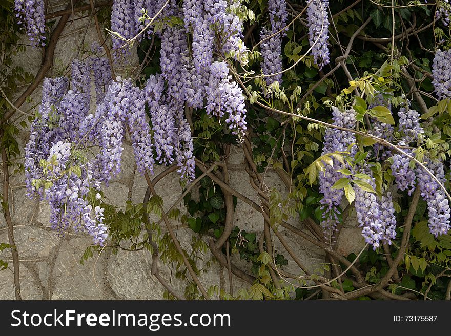 Wisteria On The Wall