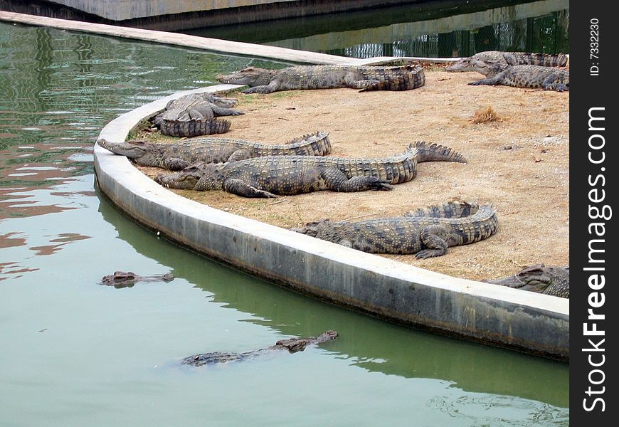 Crocodiles laying near the pond, zoo