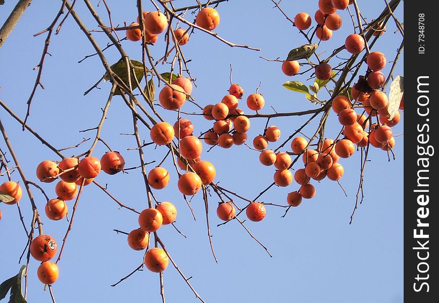 The persimmon tree in winter, the leaf is all declivities of, leaving unique red fruit.The persimmon tree is more to the sojourn at more sweet for the sake of long time. The persimmon tree in winter, the leaf is all declivities of, leaving unique red fruit.The persimmon tree is more to the sojourn at more sweet for the sake of long time.