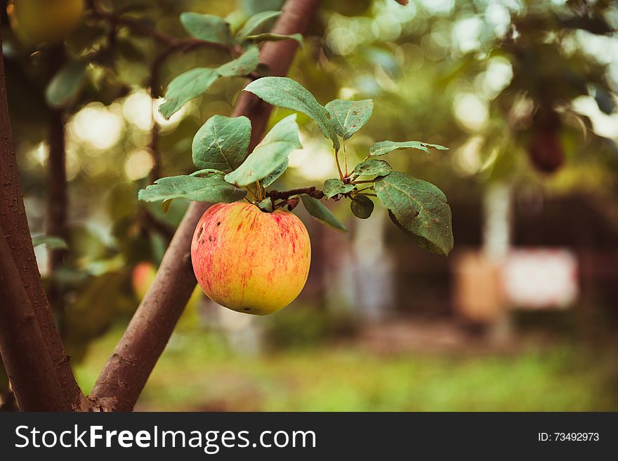 Red apple on branch in the fruit garden. Red apple on branch in the fruit garden