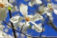 Magnolia Blossoms Stock Image Magnolia Blossoms Stock Image