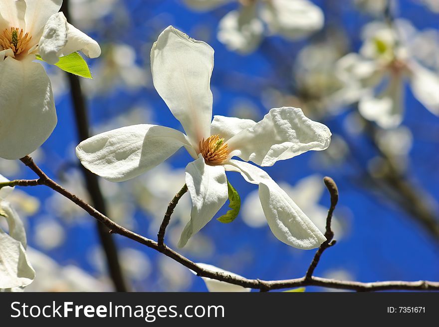 Magnolia Blossoms