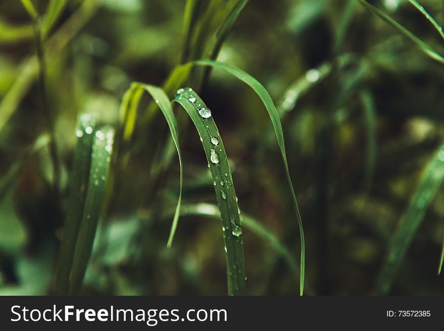 Grass with rain drops macro