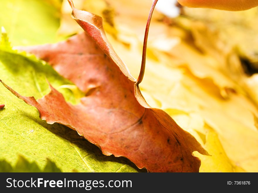 Autumn Leaves close-up background. Autumn Leaves close-up background