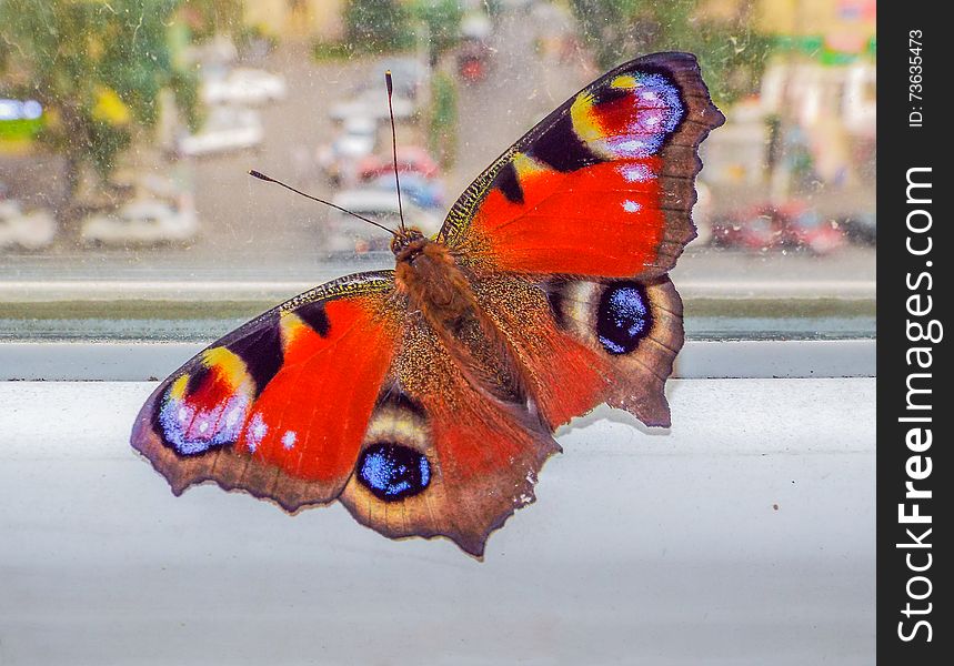 Beautiful colorful butterfly on the window