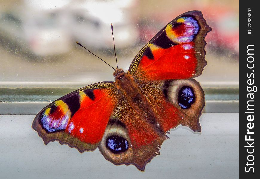 Picture with beautiful vibrant insect butterfly on the window. Picture with beautiful vibrant insect butterfly on the window