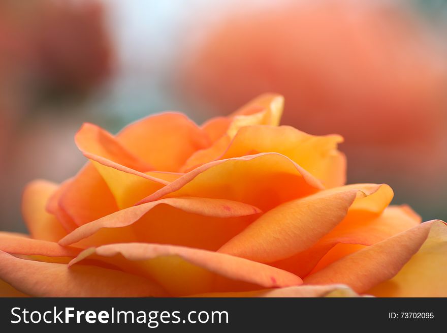 Rose (Rosa Amber Queen) in shallow depth of field. Rose (Rosa Amber Queen) in shallow depth of field