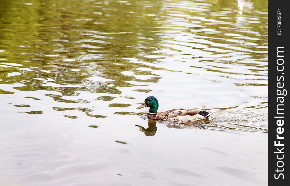 Duck swimming on the lake