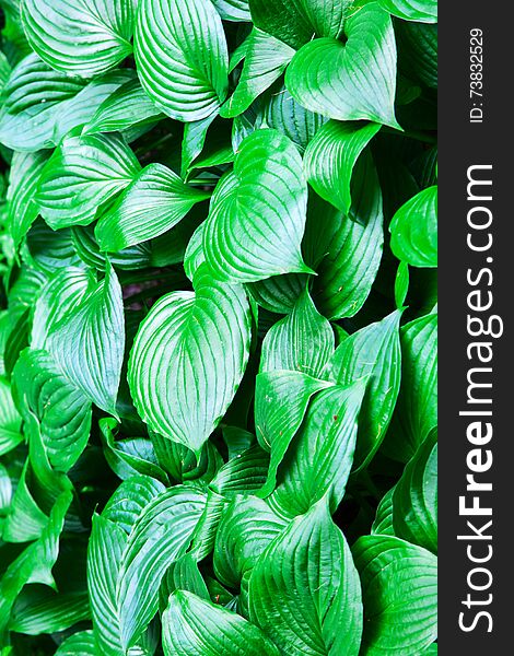 Large bright green leaves outside on summer closeup. Large bright green leaves outside on summer closeup