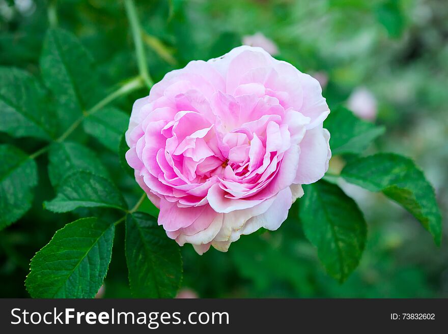 Pink blooming rose in the garden on summer day closeup. Pink blooming rose in the garden on summer day closeup