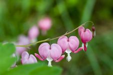 Spring Hearts Stock Images Spring Hearts Stock Images
