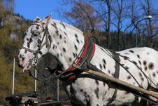 Dalmatian Horse Royalty Free Stock Photography Dalmatian Horse Royalty Free Stock Photography